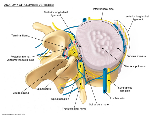 lumbar - Anatomy of a lumbar vertebrae.png