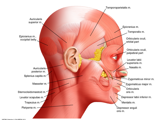 Neurology - facial muscles - lateral view.png