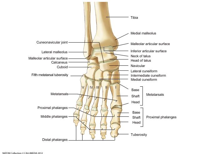 Foot - Anterior View.png