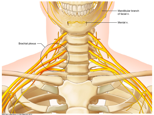 Neck - Cervical Vertebrae and Nerves.png