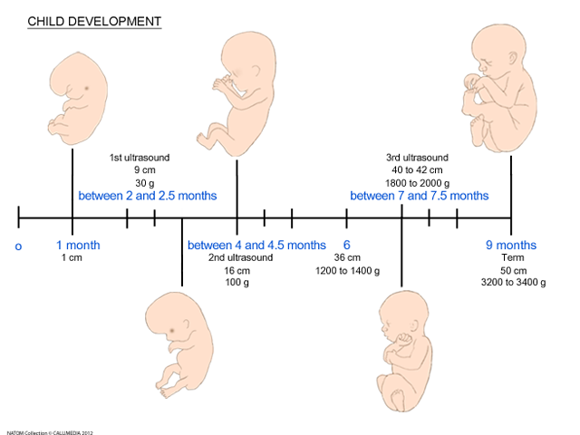 Foetus  development in utero.png