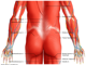 Lower back  - muscles.png