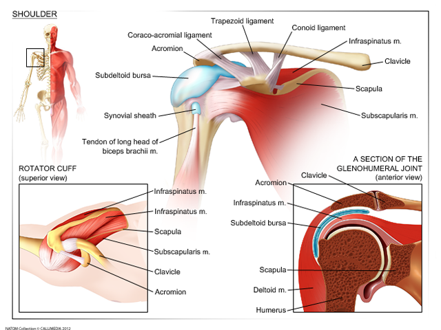 Shoulder ligaments - capsules.png