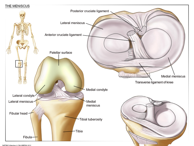 knee meniscus.png