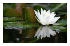 water lilly