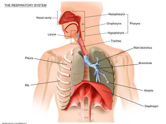 Lungs - respiratory system.png