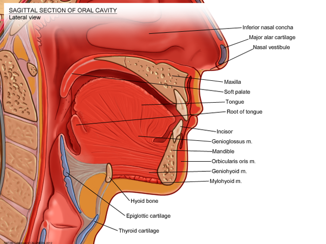 oral cavity - sagittal section.png