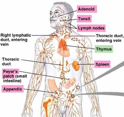 lymphatics.jpg