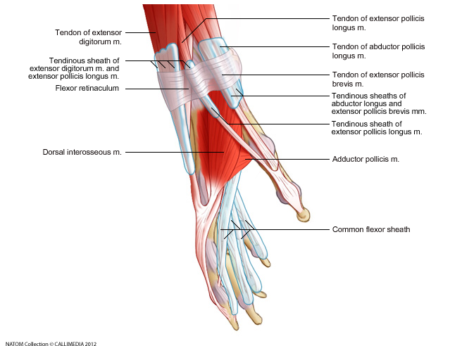 hand and forearm - hand lateral view muscles and bursae to explain de quervains teno synovitis.png