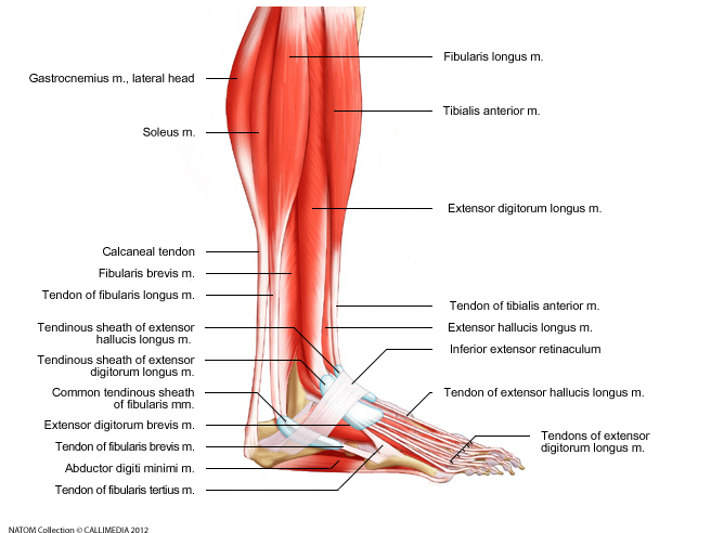 Foot - Muscles tendon lower leg and foot lateral view.png