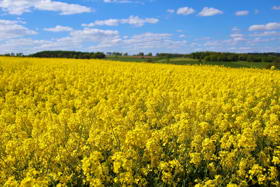 Field of yellow
