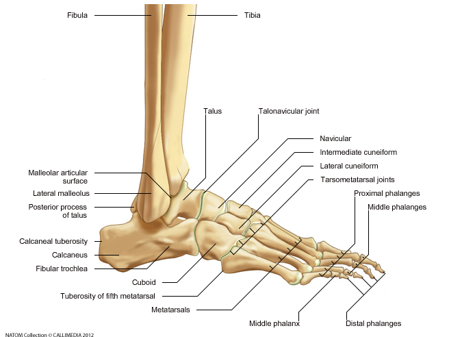 Foot - Lateral View.png