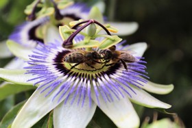 Passion flower