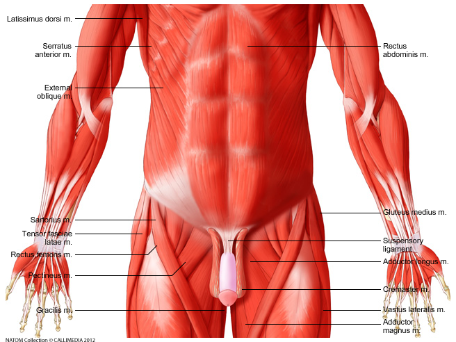 muscular system - Anterior abdominal muscles.png