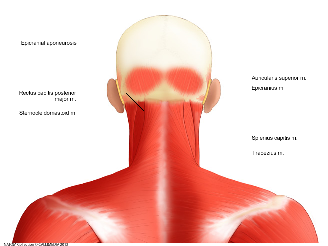 back - head and neck muscles posterior view superficial and deep.png