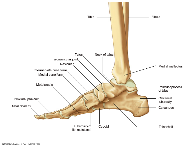 Foot - Medial View.png