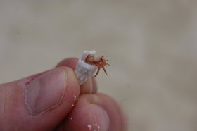 Hermit crab
