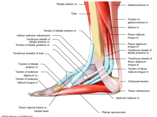 Foot - Medial View - tendons muscles bursae.png