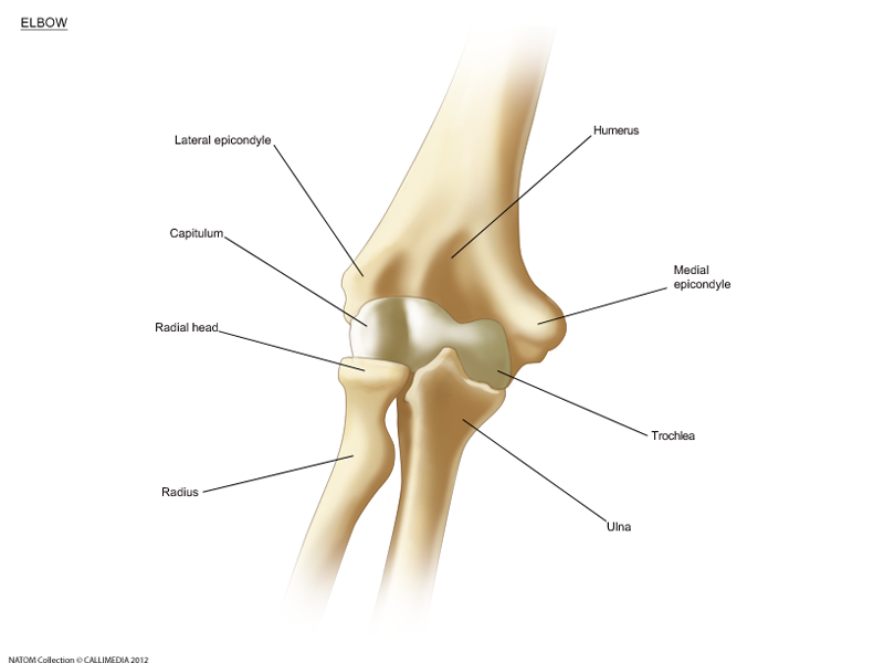 Elbow - bones.png