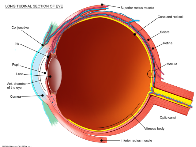 Longitudinal section of the eye.png