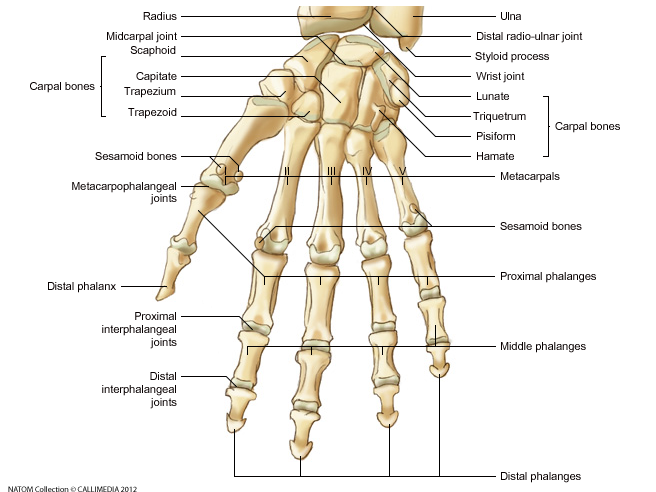 Hand and Forearm - hand bones anterior view.png