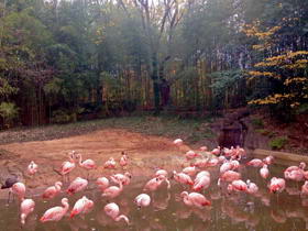 Flamingos