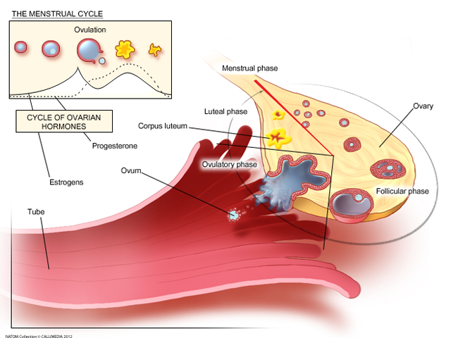 menstrual cycle 1.png