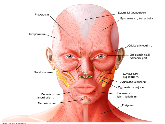 Neurology facial muscles - anterior view.png