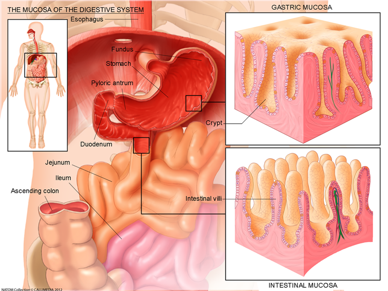 Mucosa of the digestive system to explain disease area in coeliac disease gastritis.png