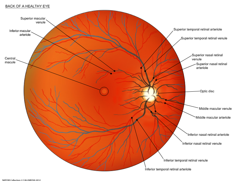 back of a healthy eye.png