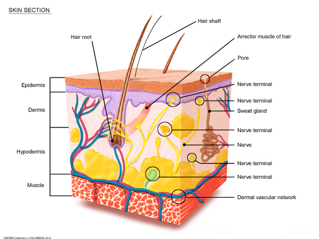 Dermatology - skin section.png