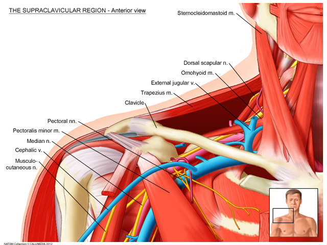 shoulder - surrounding anatomy.png