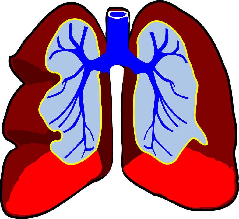 lungs-39980_960_720.png