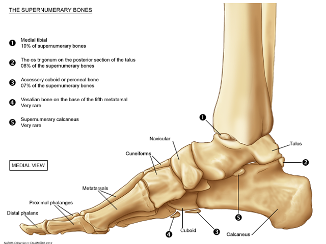 foot bones.png