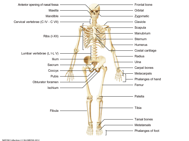 Full Skeletal System.png